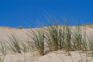 Beach Grass in sand dunes clipart