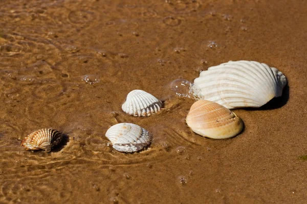 Shells in beach — Stock Photo, Image