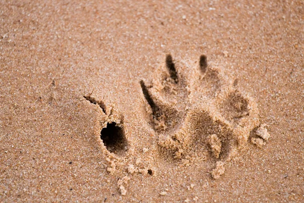 Hond poot afdrukken in zand — Stockfoto
