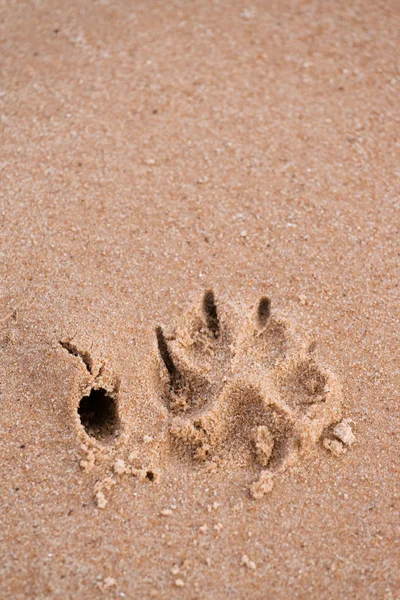 Собача лапа друкує в піску — стокове фото