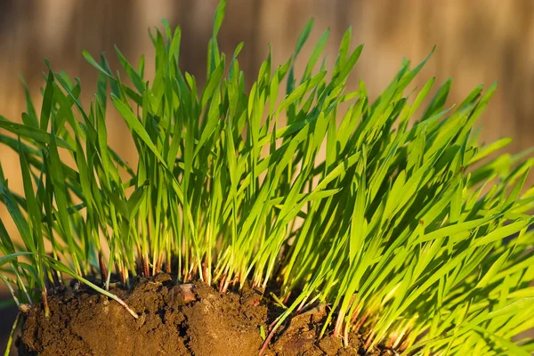 새로운 녹색 잔디 성장 — 스톡 사진
