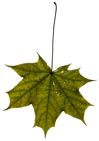 Akçaağaç yaprağı beyaz üzerine izole — Stok fotoğraf