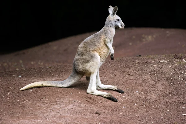 stock image Standing kangaroo