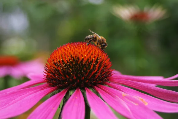 stock image Working bee on flower