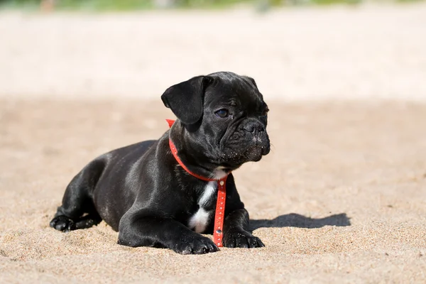 stock image French bulldog puppy