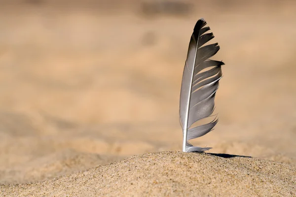 Stock image Seagull feather in beach