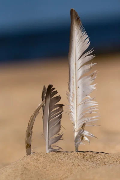 stock image Seagull feather in beach