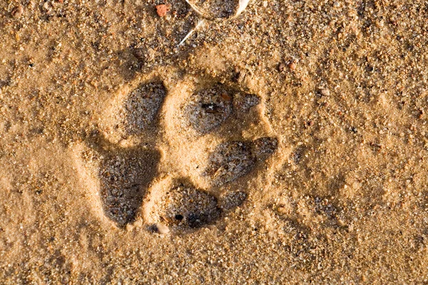 Σκύλος πόδι εκτύπωσης στην άμμο — Φωτογραφία Αρχείου