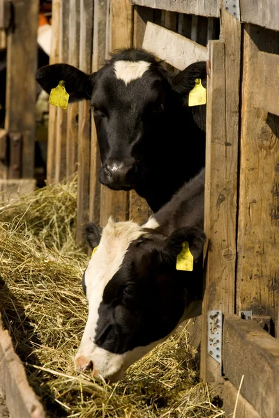 Mucche in luogo di alimentazione — Foto Stock