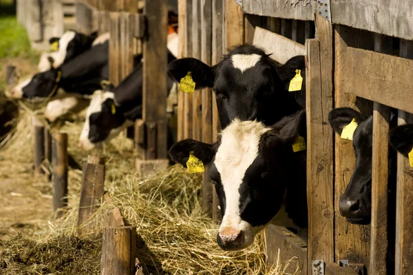 Коровы в кормлении место — стоковое фото