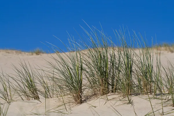 Пляж травы в песчаные дюны — стоковое фото