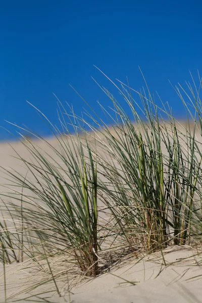 Spiaggia di erba in dune di sabbia — Foto Stock