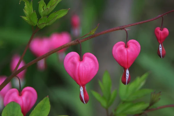 Corazón sangrante flor — Foto de Stock