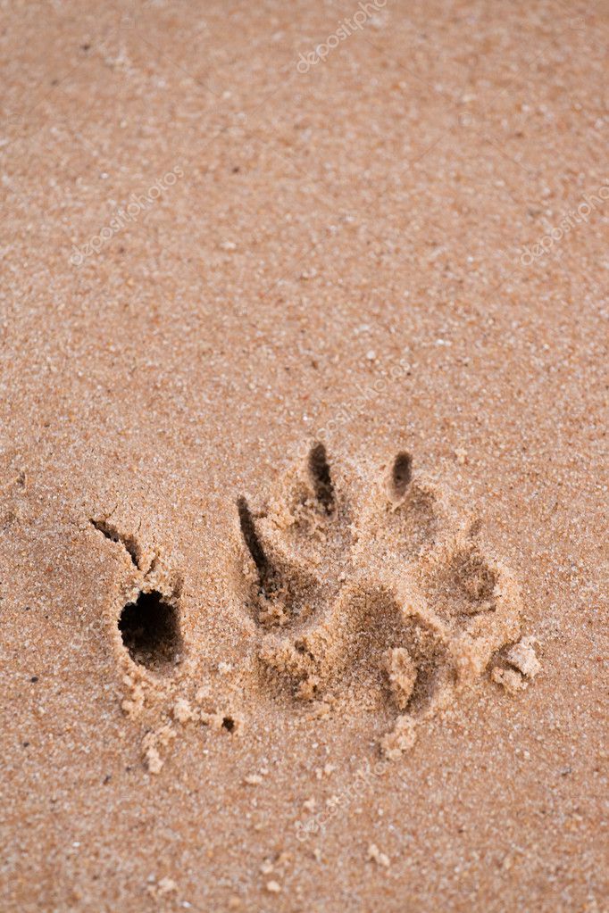 Dog paw print in sand Stock Photo by ©intsv 2510654