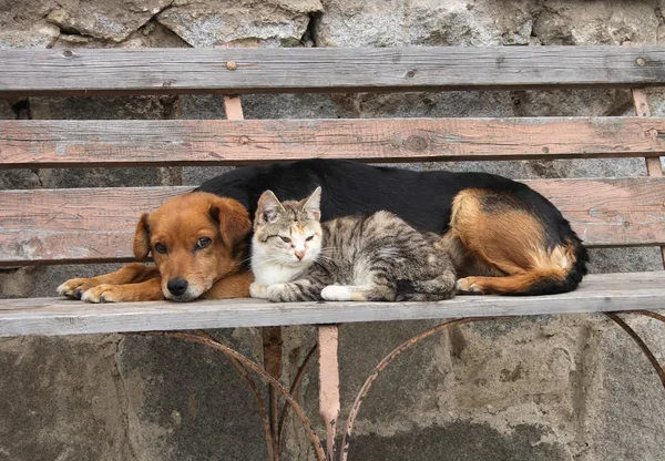 Kočka a pes — Stock fotografie