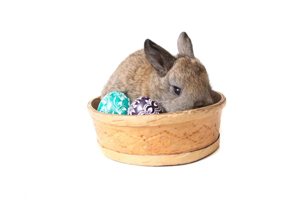牡蛎蛋和兔子 — 图库照片