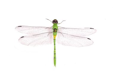 Dragonfly clipart