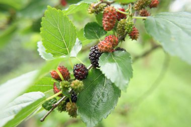 Mulberries clipart