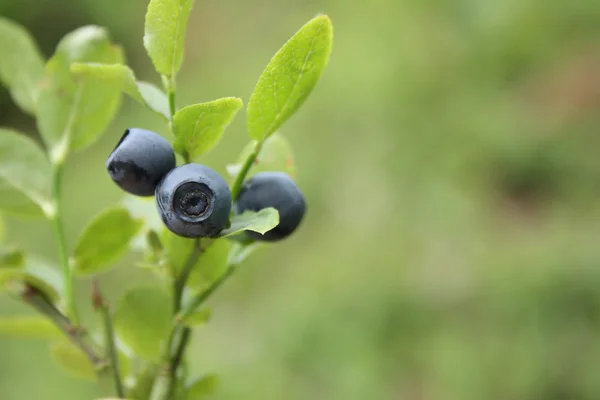 stock image Blueberries in the nature