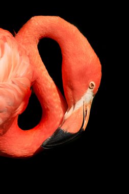 Red flamingo clipart