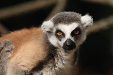 lemur maymunu