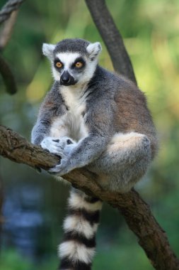 Lemur monkey clipart