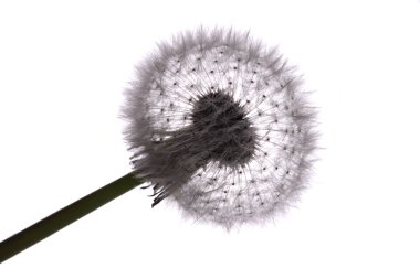 Old dandelion clipart