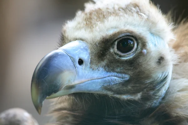 Cabeça de abutre — Fotografia de Stock