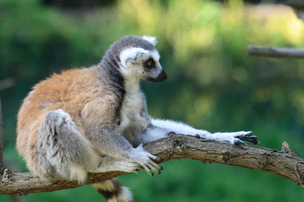 Macaco-limão — Fotografia de Stock