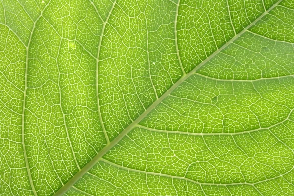 葉の質感 — ストック写真
