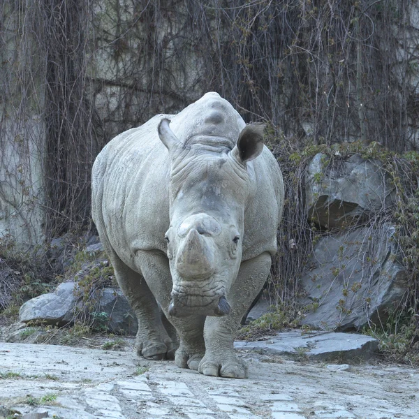 stock image Rhino