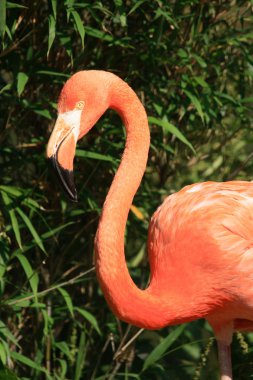 Kırmızı flamingo