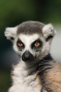 lemur maymunu