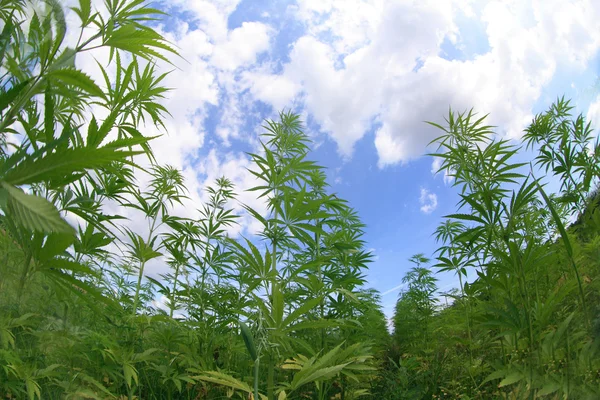 Marijuana field — Stock Photo, Image
