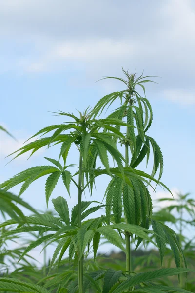 Campo de marijuana — Fotografia de Stock