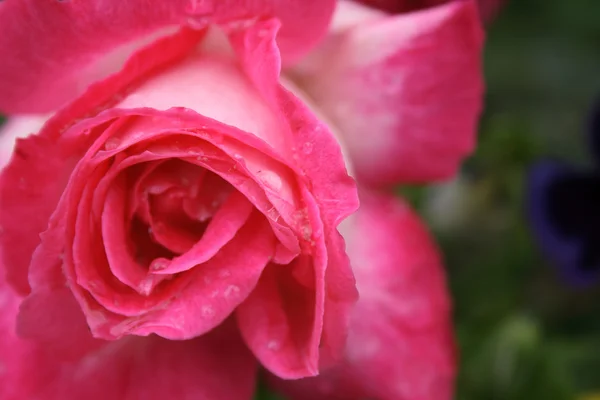 Rosa rossa sfondo — Foto Stock
