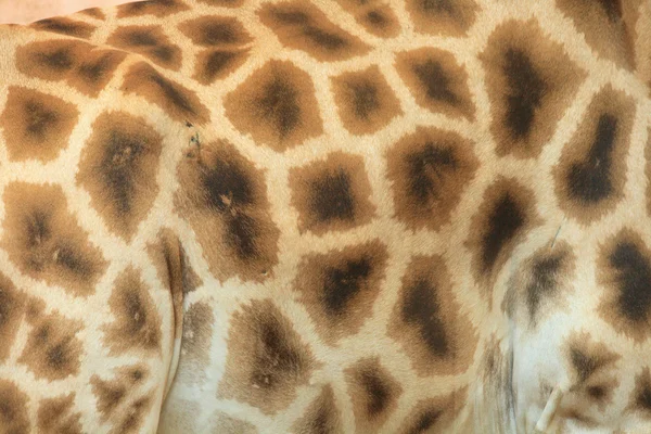 Hintergrund Giraffe — Stockfoto
