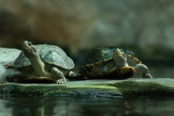 두 거북이 — 스톡 사진