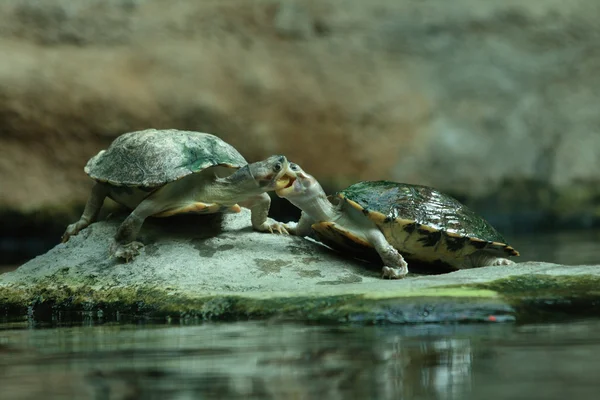 Twee schildpadden en kus — Stockfoto