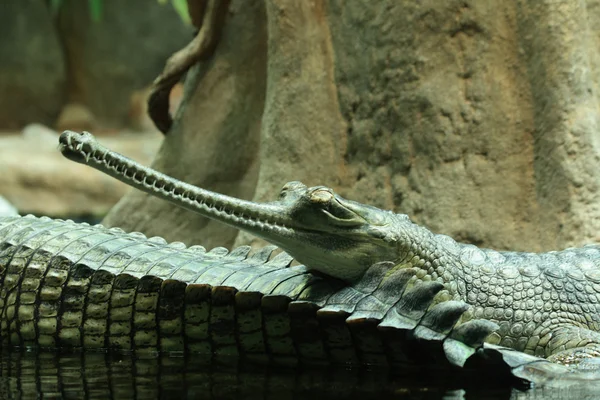 Алигатор — стоковое фото
