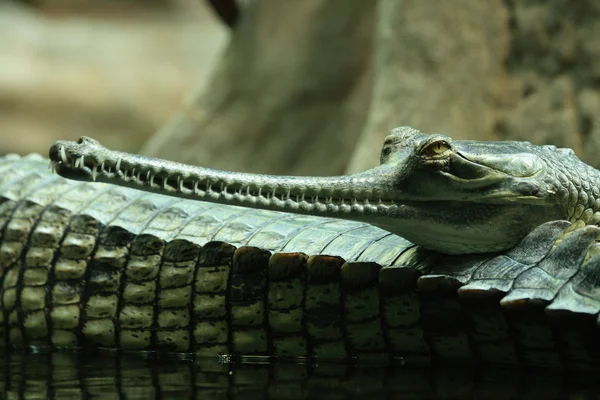 Aligator — Fotografie, imagine de stoc