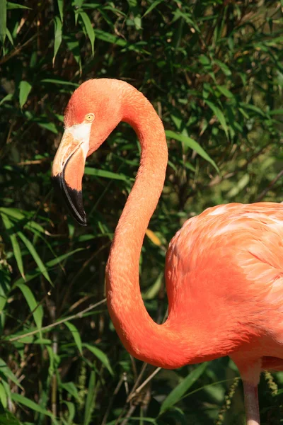 Red flamingo — Stock Photo, Image