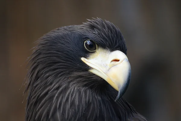 Head of eagle — Stock Photo, Image