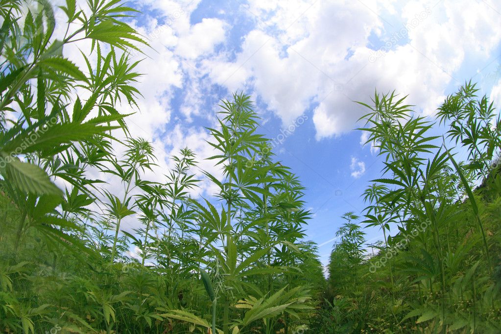 Marijuana field