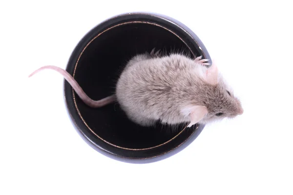 Mouse — Stock Photo, Image