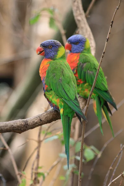Papagaios de cor — Fotografia de Stock