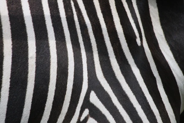 Zebra texture — Stock Photo, Image