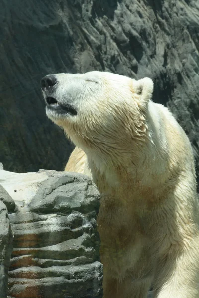 冰熊 — 图库照片
