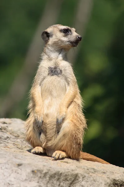 Animal suricatta — Foto de Stock