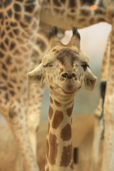 Zürafa başkanı — Stok fotoğraf